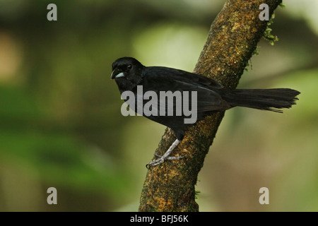 Bordée de blanc Tanager (Tachyphonus rufus) perché sur une branche dans le nord-ouest de l'Equateur en réserve Milpe. Banque D'Images