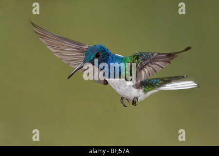 White-necked Jacobin (Florisuga mellivora) s'alimenter à une fleur tout en volant à Bueneventura Lodge dans le sud-ouest de l'Équateur. Banque D'Images