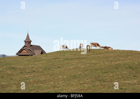 Paysage avec vaches bâtiment d'église. Chapelle rurale à l'horizon, avec un groupe de vaches qui paissent brun et blanc sur un pré vert avant le ciel bleu. Banque D'Images