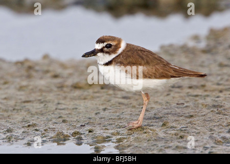 Pluvier de Wilson (Charadrius wilsonia) se nourrir dans une vasière, sur la côte de l'Équateur. Banque D'Images