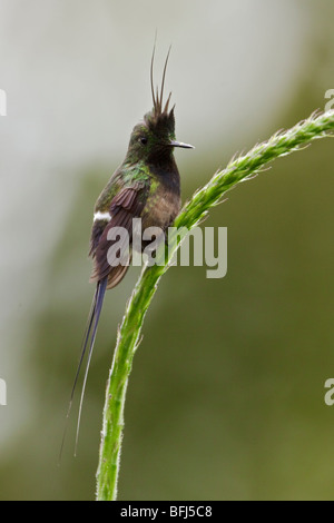 Wire-crested Thorntail (Popelairia popelairii) perché sur une fleur près de Podocarpus Parc National dans le sud-est de l'Équateur. Banque D'Images