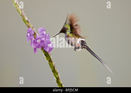 Wire-crested Thorntail (Popelairia popelairii) s'alimenter à une fleur près de Podocarpus Parc National dans le sud-est de l'Équateur. Banque D'Images