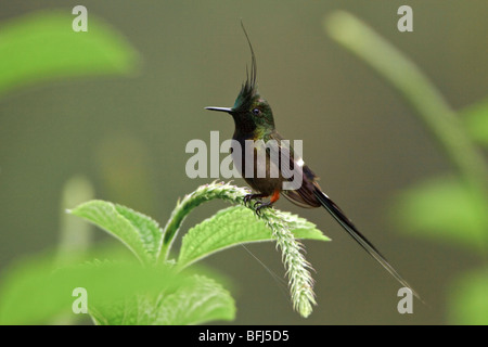 Wire-crested Thorntail (Popelairia popelairii) perché sur une fleur près de Podocarpus Parc National dans le sud-est de l'Équateur. Banque D'Images