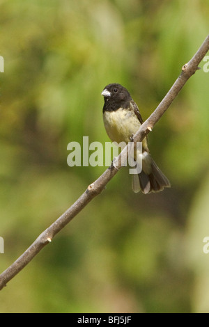 Serin à ventre jaune (Sporophila nigricollis) perché sur une branche près de la côte de l'Équateur. Banque D'Images