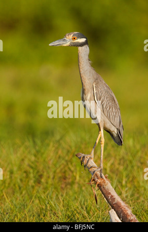 Bihoreau gris-jaune (Nyctanassa violacea) perché sur une branche près d'une rivière de la bouche sur la côte de l'Équateur. Banque D'Images