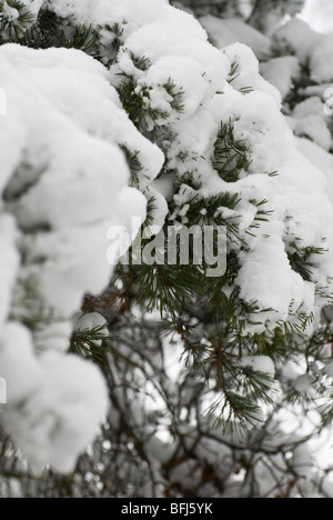 Close up de la neige fraîche sur la branche de pin Banque D'Images