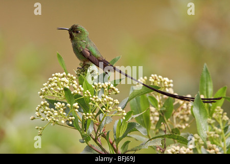 Black-tailed Trainbearer Hummingbird (Lesbia victoriae) perché sur une branche dans les hautes terres de l'Équateur. Banque D'Images