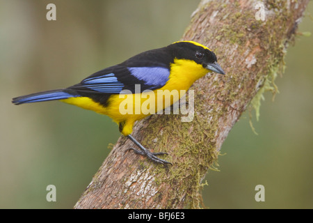 Tangara à ailes bleues (somptuosus Calliste) perché sur une branche à la Loma Mindo réserver dans le nord-ouest de l'Équateur. Banque D'Images