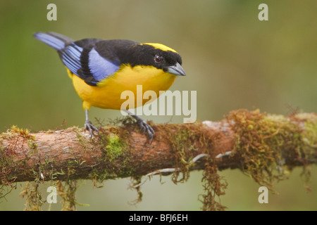 Tangara à ailes bleues (somptuosus Calliste) perché sur une branche à la Loma Mindo réserver dans le nord-ouest de l'Équateur. Banque D'Images