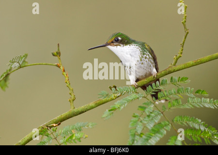 Démarré un racket-tail hummingbird (Ocreatus underwoodii) perché sur une branche dans la vallée de Tandayapa de l'Équateur. Banque D'Images