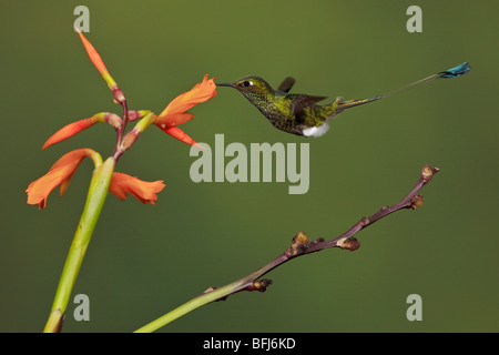 Démarré un racket-tail hummingbird (Ocreatus underwoodii) s'alimenter à une fleur tout en volant dans la vallée de Tandayapa de l'Équateur. Banque D'Images