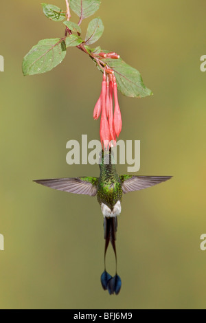 Démarré Racket-tail hummingbird (Ocreatus underwoodii) Banque D'Images
