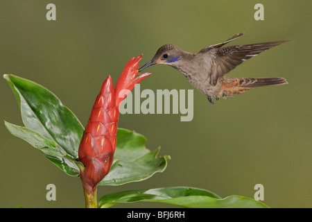 Brown Violetear (Hummingbird Colibri delphinae) s'alimenter à une fleur tout en volant à Bueneventura Lodge dans le sud-ouest de l'Équateur. Banque D'Images