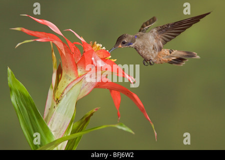 Brown Violetear (Hummingbird Colibri delphinae) s'alimenter à une fleur tout en volant à Bueneventura Lodge dans le sud-ouest de l'Équateur. Banque D'Images