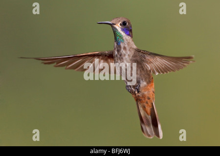 Brown Violetear (Hummingbird Colibri delphinae) s'alimenter à une fleur tout en volant à Bueneventura Lodge dans le sud-ouest de l'Équateur. Banque D'Images