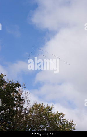 L'Anser brachyrhynchus à pieds. 'V' le vol en formation. L'arrivée de l'automne, en septembre de l'Islande à Norfolk. Banque D'Images