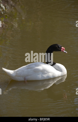 Cygne à cou noir (Cygnus melanocoryphus). Le sud de l'Amérique du Sud. Banque D'Images