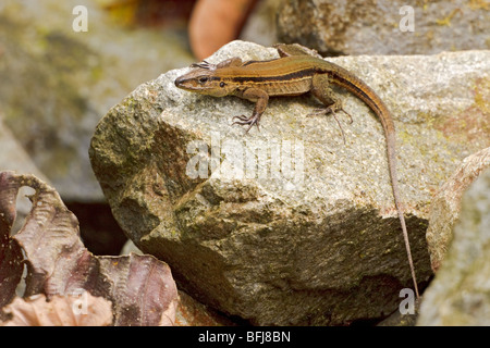 Un lézard perché sur un rocher dans l'Milpe réserver dans le nord-ouest de l'Équateur. Banque D'Images