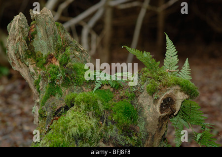 Fougères et de la mousse sur un tronc d'arbre pourri Banque D'Images