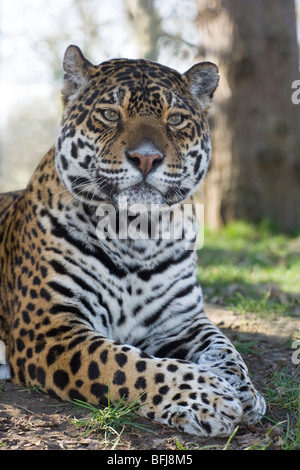Jaguar (Panthera onca). mâle adulte. Portrait. Posture attentive. Avant-corps. Tête, épaules, membres de l'avancement. Close up. Banque D'Images