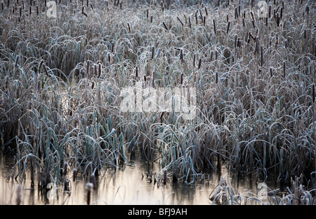 Frost-couverts de roseaux par un canal dans le Worcestershire UK Banque D'Images