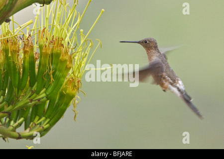 Colibri géant Patagona gigas) (s'alimenter à une plante en fleurs près de Quito dans les hautes terres du centre de l'Équateur. Banque D'Images
