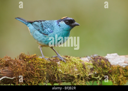 Tangara à nuque d'or (Tangara ruficervix) perché sur une branche à la Loma Mindo réserver dans le nord-ouest de l'Équateur. Banque D'Images