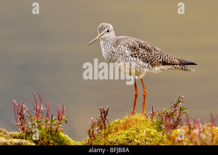 Grand Chevalier (Tringa melanoleuca) perché sur la végétation paramo dans les hautes terres de l'Équateur. Banque D'Images