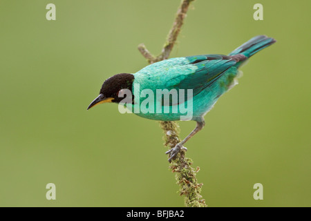 Green Honeycreeper (Chlorophanes spiza) perché sur une branche à Buenaventura Lodge dans le sud-ouest de l'Équateur. Banque D'Images