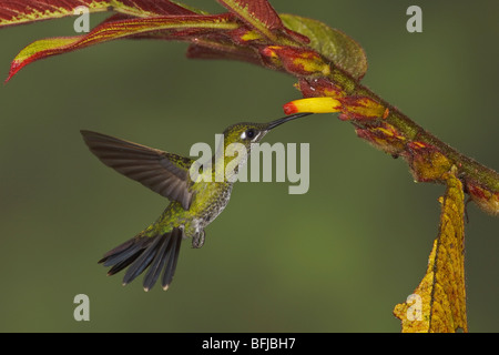 Green-couronné (Heliodoxa jacula Brillant) s'alimenter à une fleur tout en volant dans l'Milpe réserver dans nord-ouest de l'Equateur. Banque D'Images