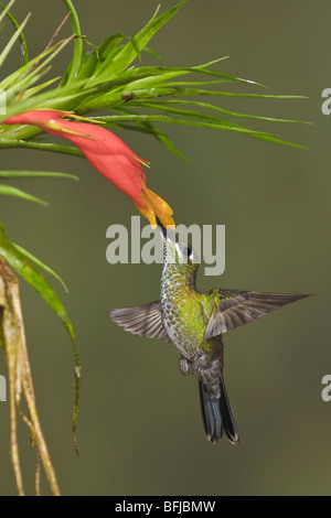 Green-couronné (Heliodoxa jacula Brillant) s'alimenter à une fleur tout en volant dans l'Milpe réserver dans nord-ouest de l'Equateur. Banque D'Images