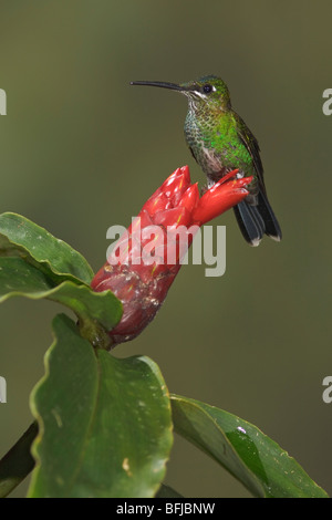 Green-couronné (Heliodoxa jacula Brillant) s'alimenter à une fleur tout en volant dans l'Milpe réserver dans nord-ouest de l'Equateur. Banque D'Images