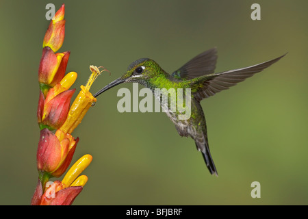 Green-couronné (Heliodoxa jacula Brillant) s'alimenter à une fleur tout en volant dans l'Milpe réserver dans nord-ouest de l'Equateur. Banque D'Images