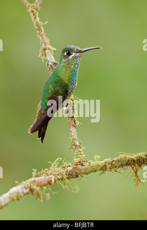 Vert-brillant (Heliodoxa jacula couronné) perché sur une branche à Buenaventura Lodge dans le sud-ouest de l'Équateur. Banque D'Images