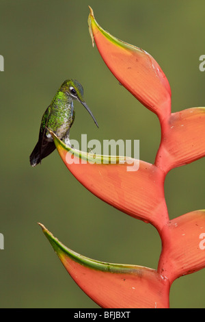 Vert-brillant (Heliodoxa jacula couronné) perché sur une branche à Buenaventura Lodge dans le sud-ouest de l'Équateur. Banque D'Images