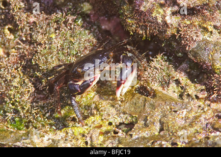 Un crabe dans un affleurement rocheux au large de la côte de l'Équateur Banque D'Images