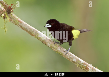 Tangara à croupion jaune citron (Ramphocelus icternotus) perché sur une branche à Buenaventura Lodge dans le sud-ouest de l'Équateur. Banque D'Images