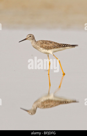 Petit Chevalier (Tringa flavipes) se nourrir dans une vasière, sur la côte de l'Équateur. Banque D'Images