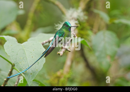 Long-tailed Sylph (Aglaiocercus kingi) perché sur une branche près du col de papallacta dans les hautes terres du centre de l'Équateur. Banque D'Images