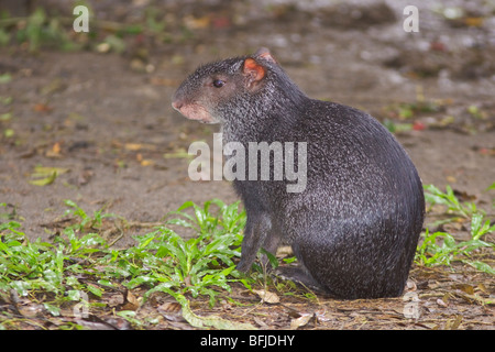 Un Agouti noir à la recherche de nourriture sur le sol de la jungle amazonienne en Équateur. Banque D'Images