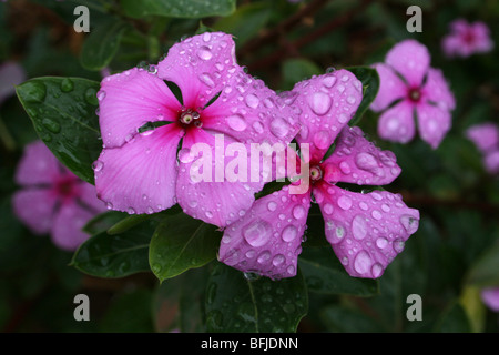 Pervenche de Madagascar Catharanthus roseus prises à Karatu, Tanzanie Banque D'Images