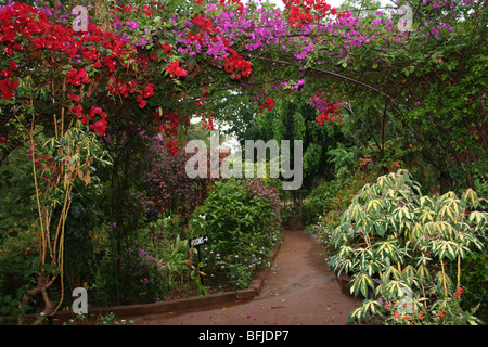 Jardin Tropical de bougainvilliers Arch prises à Karatu, Tanzanie Banque D'Images