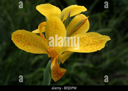 Indian Shot Canna indica prises à Arusha, Tanzanie Banque D'Images