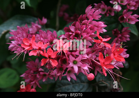 Gloire Java Vine Clerodendrum x speciosum prises à Arusha, Tanzanie Banque D'Images