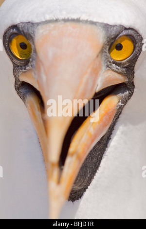 Fou de Nazca (Sula granti) perché sur un site de nidification sur l'île de la Plata en Equateur. Banque D'Images