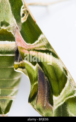 Hawk moth oléandre, Daphnis nerii. Résumé motif aile camouflage Banque D'Images