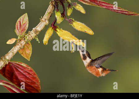 Purple-throated Woodstar hummingbird (Calliphlox mitchellii) s'alimenter à une fleur tout en volant dans la vallée de Tandayapa Equateur Banque D'Images