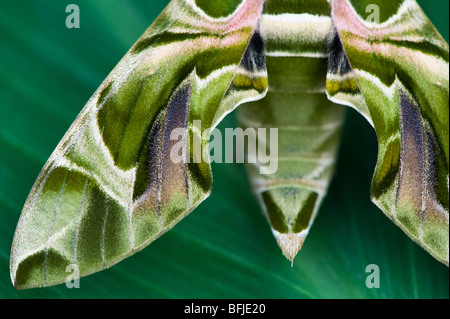 Hawk moth oléandre, Daphnis nerii. Résumé motif aile camouflage Banque D'Images