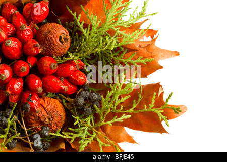 Automne plantes et fruits secs isolated on white Banque D'Images