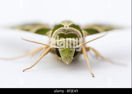 Daphnis nerii. Oleander Hawk papillon sur fond blanc Banque D'Images